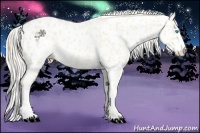 Horse Color:Cremello Appaloosa 