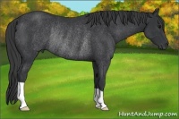 Horse Color:Black Rabicano