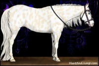 Horse Color:Cremello Near Leopard