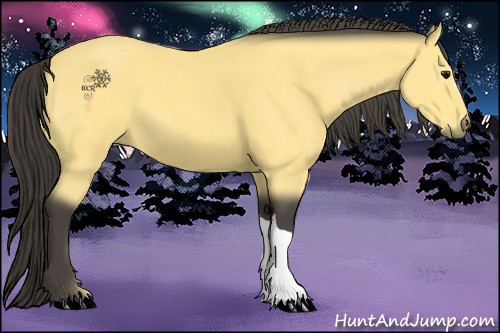 Horse Color:Buckskin 