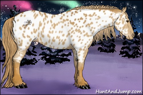 Horse Color:Chestnut Appaloosa 