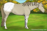Horse Color:Classic Cream Champagne Sabino Tobiano Varnish 
