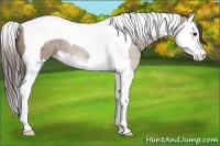 Horse Color:Classic Champagne Splash Tobiano Varnish