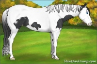 Horse Color:Black Splash Tobiano Appaloosa 