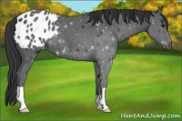 Horse Color:Black Appaloosa