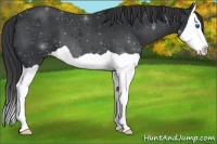 Horse Color:Black Splash Appaloosa 