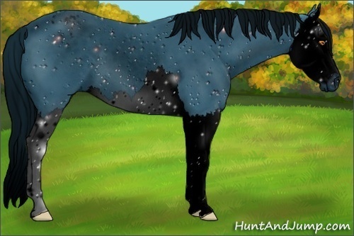 Horse Color:ERROR: UNKNOWN ANOMALY