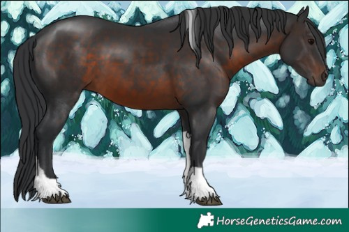 Horse Color:Brown Tobiano Rabicano 