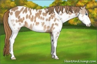Horse Color:Chestnut Splash Near Leopard 