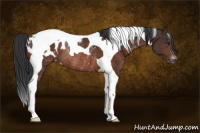 Horse Color:Brown Tobiano Appaloosa Rabicano 