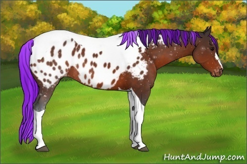 Horse Color:Painted Brown Tobiano Blanket Rabicano 