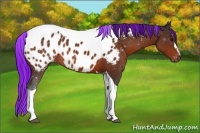 Horse Color:Painted Brown Tobiano Appaloosa Rabicano 