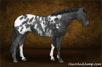 Horse Color:Liver Chestnut Appaloosa Rabicano