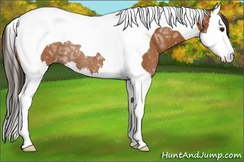 Horse Color:Bay Ice Splash Tobiano Appaloosa Rabicano 
