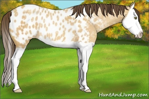 Horse Color:Amber Champagne Ice Splash Appaloosa Rabicano 