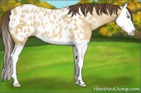 Horse Color:Amber Champagne Ice Splash Appaloosa Rabicano 
