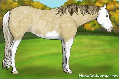 Horse Color:Buckskin Ice Splash Appaloosa Rabicano 