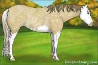 Horse Color:Buckskin Ice Splash Appaloosa Rabicano 