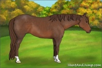 Horse Color:Liver Chestnut