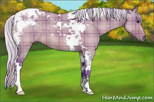 Horse Color:Watercolor Plaid  Silver Bay Dun Tobiano 