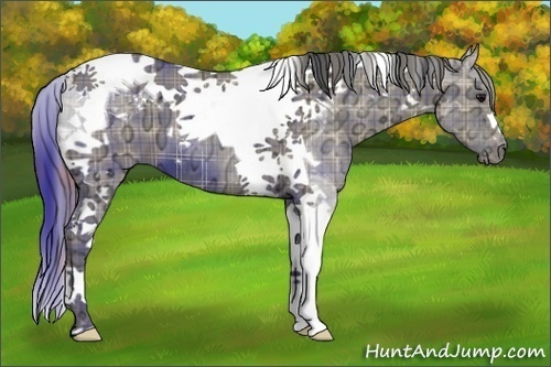 Horse Color:Plaid Grullo Ice Tobiano
