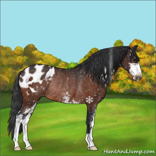 Horse Color:Brown Sabino Blanket Rabicano 