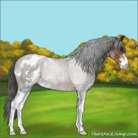 Horse Color:Brown Roan Sabino Appaloosa 