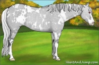 Horse Color:White Spotted Silver Grullo Chinchilla Sabino Rabicano