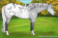 Horse Color:Silver Brown Chinchilla Dun Appaloosa 