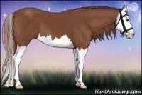 Horse Color:Chestnut Splash 