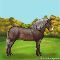 Horse Color:Silver Brown Snowflake Varnish 