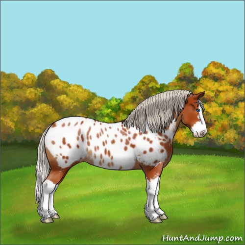 Horse Color:Silver Brown Sabino Splash Near Leopard Rabicano
