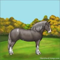 Horse Color:Silver Black Sabino Varnish 