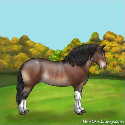 Horse Color:Bay Appaloosa Rabicano 