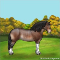 Horse Color:Bay Appaloosa Rabicano 