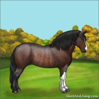 Horse Color:Brown Rabicano 