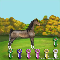 Horse Color:Brown Dun Appaloosa Brindle 