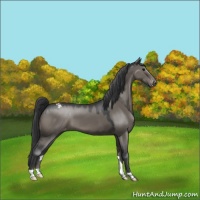 Horse Color:Grullo Varnish 