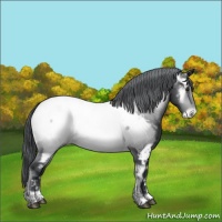 Horse Color:Brown Chinchilla Onyx Appaloosa Brindle 