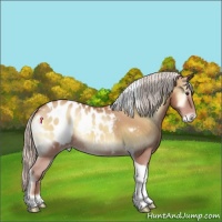 Horse Color:Silver Sable Champagne Onyx Tobiano Blanket Rabicano 