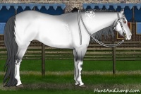 Horse Color:White Spotted Brown Chinchilla Onyx Appaloosa