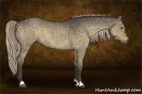 Horse Color:Chocolate Palomino Dun 
