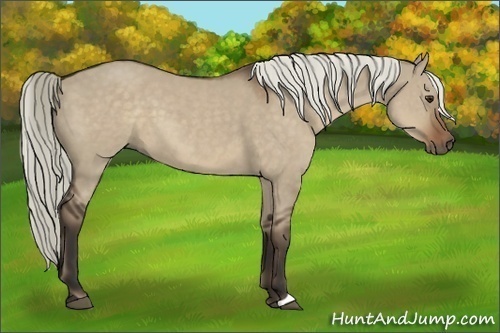 Horse Color:Liver Red Dun