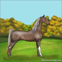Horse Color:Silver Black Rabicano
