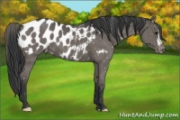 Horse Color:Black Blanket 