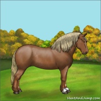 Horse Color:Chestnut Rabicano