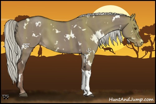Horse Color:White Spotted Liver Red Dun Appaloosa 