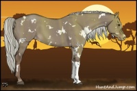 Horse Color:White Spotted Liver Red Dun Appaloosa