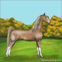 Horse Color:White Spotted Chestnut 