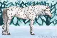 Horse Color:Brown Appaloosa